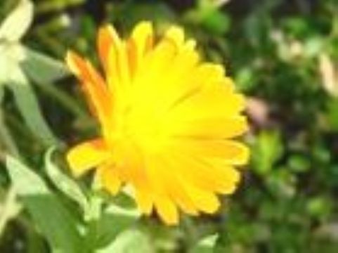  Chrysanthemum Extract